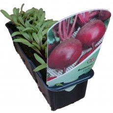 Beetroot 'Darko'  STRIP