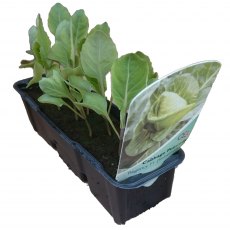 Cabbage - Pointed Sweetheart (Regency) STRIP