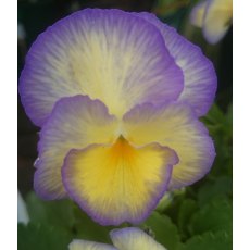 ALPINE Viola 'Etain' 1L ALPINE Viola 'Etain' 1L