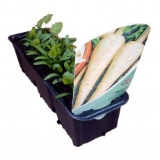 Parsnip (Duchess)  STRIP