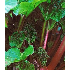 Rhubarb (Rheum) 'Timperly Early'   3L