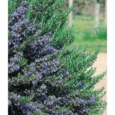 HERB Rosemary - 'Blue Lagoon'   9cm