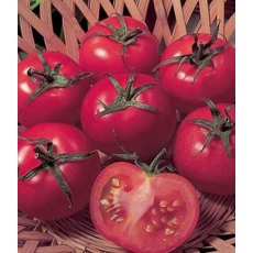 Tomato 'Ailsa Craig'   8.5cm / 9cm