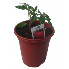 Tomato 'Ailsa Craig'   8.5cm / 9cm