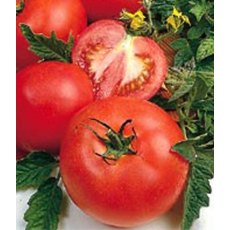 Tomato 'Alicante'   8.5cm/9cm