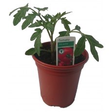 Tomato 'Alicante'   8.5cm/9cm