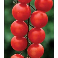 Tomato 'Gardener's Delight'   8.5cm/9cm