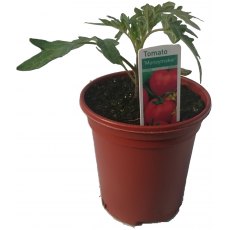 Tomato 'Money Maker'   8.5cm / 9cm