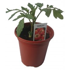 Tomato 'Shirley' F1   8.5cm / 9cm