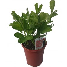 SWEET PEA 'Air Warden'   8.5/9cm