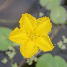 DEEP WATER - Nymphoides peltata   1L
