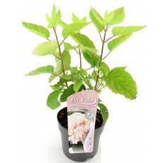 Hydrangea arborescens Candybelle ® 'Marshmallow'   3L
