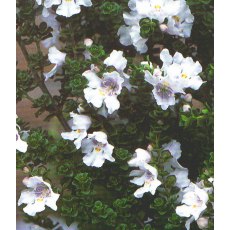 Prostranthera cuneata  2L Prostranthera cuneata  2L