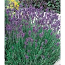 HERB Lavender - 'Munstead'   8.5/9cm