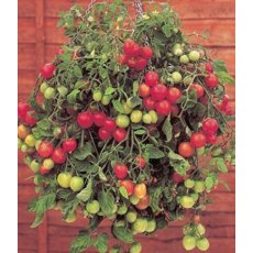 Tomato 'Tumbling Tom Red'   8.5cm/9cm