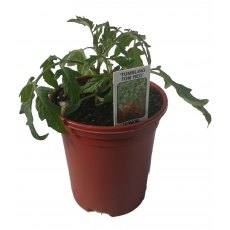 Tomato 'Tumbling Tom Red'   8.5cm/9cm