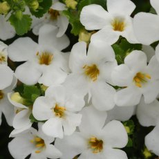 Bacopa 'Megacopa White'   9cm/10cm