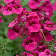 Diascia 'Diamond 'Fuchsia'   9cm/10cm