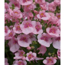 Diascia 'Diamond Light Pink'   9cm/10cm