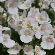 Diascia 'Diamond White Blush'   9cm/10cm