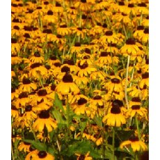 Rudbeckia fulgida var.sullivantii 'Goldsturm'  2L
