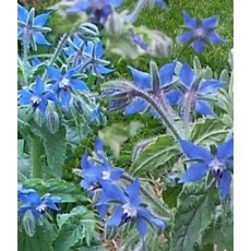 HERB Borage - Blue 8.5cm/9cm HERB Borage - Blue 8.5cm/9cm