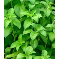 HERB Stevia Rebaundiana 9cm HERB Stevia Rebaundiana 9cm