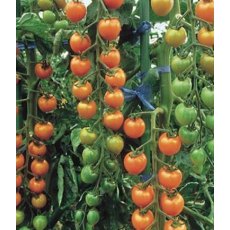 Tomato 'Sungold'   8.5cm/9cm
