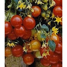 Tomato 'Tumbler' F1   8.5cm/9cm