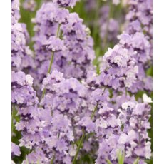 HERB Lavender - 'Melissa Lilac' 9cm HERB Lavender - 'Melissa Lilac' 9cm