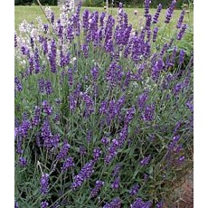 HERB Lavender - 'Vera'   8.5cm/9cm