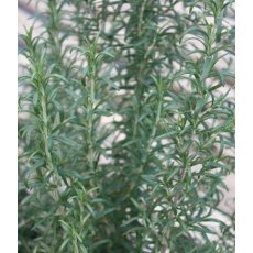HERB Rosemary - 'Barbeque'   9cm HERB Rosemary - 'Barbeque'   9cm