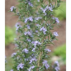 HERB Rosemary - 'Miss Jessops Upright'   8.5/9cm