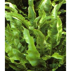 HARDY FERN Asplenium scolopendrium   2L