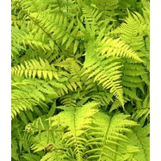 HARDY FERN Athyrium filix-femina  2L