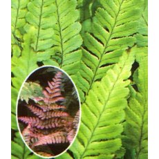 HARDY FERN Dryopteris erythrosora   2L