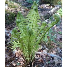 HARDY FERN Matteuccia struthiopteris   2L