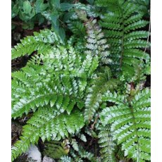 HARDY FERN Polystichum polyblepharum   2L