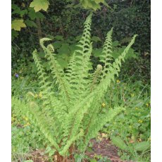 HARDY FERN Polystichum setiferum   2L