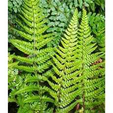 HARDY FERN Polystichum tsussimense   2L