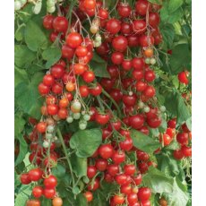 Tomato 'Sweet Million'   8.5cm/9cm