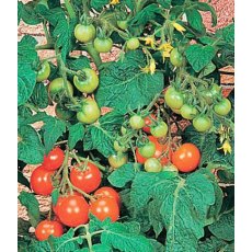 Tomato 'Totem'   8.5cm/9cm