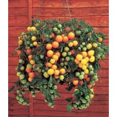 Tomato 'Tumbling Tom Yellow'   8.5cm/9cm
