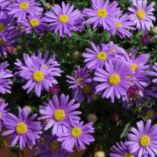 Brachyscome 'Brasco Violet'   9cm/10cm