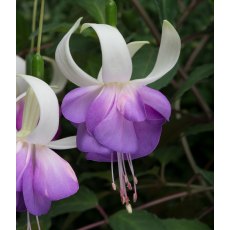 Fuchsia 'Delta's Sarah' (UH)   9cm/10cm