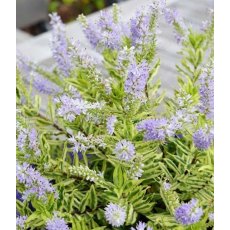 Hebe 'Sparkling Sapphires'   2L Hebe 'Sparkling Sapphires'   2L