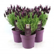 Lavandula stoechas 'Anouk Collection'   15cm Lavandula stoechas 'Anouk Collection'   15cm