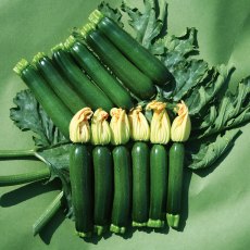 Courgette 'Midnight'   9cm