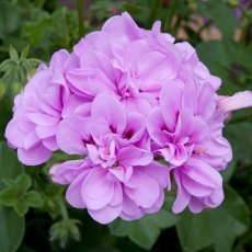 Ivy Leaf Geranium 'Medio Teske Lavender'   10.5cm