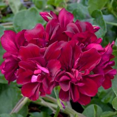 Ivy Leaf Geranium 'Moonflair Burgundy'   10.5cm